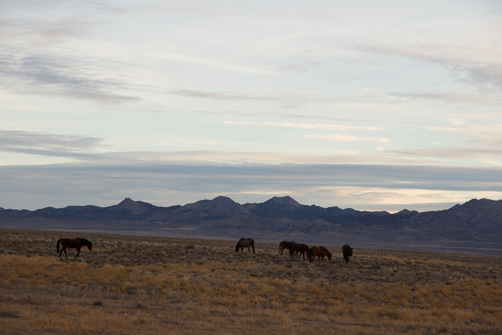 topaz mt horses.jpg