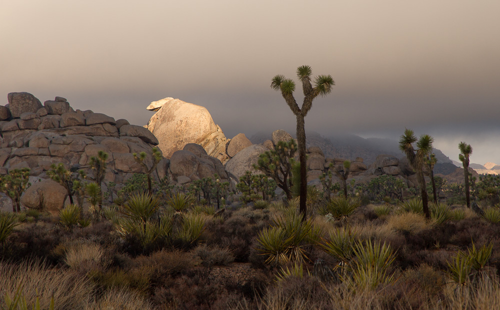 joshua tree_-21.jpg