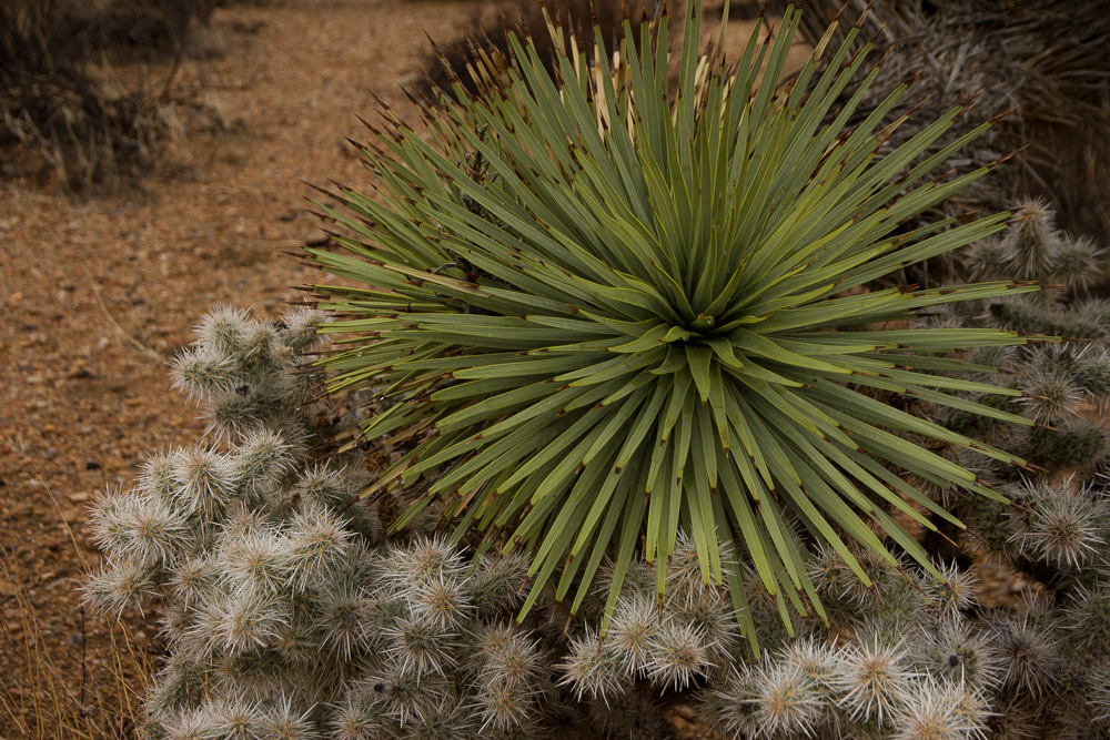 joshua tree_-11.jpg