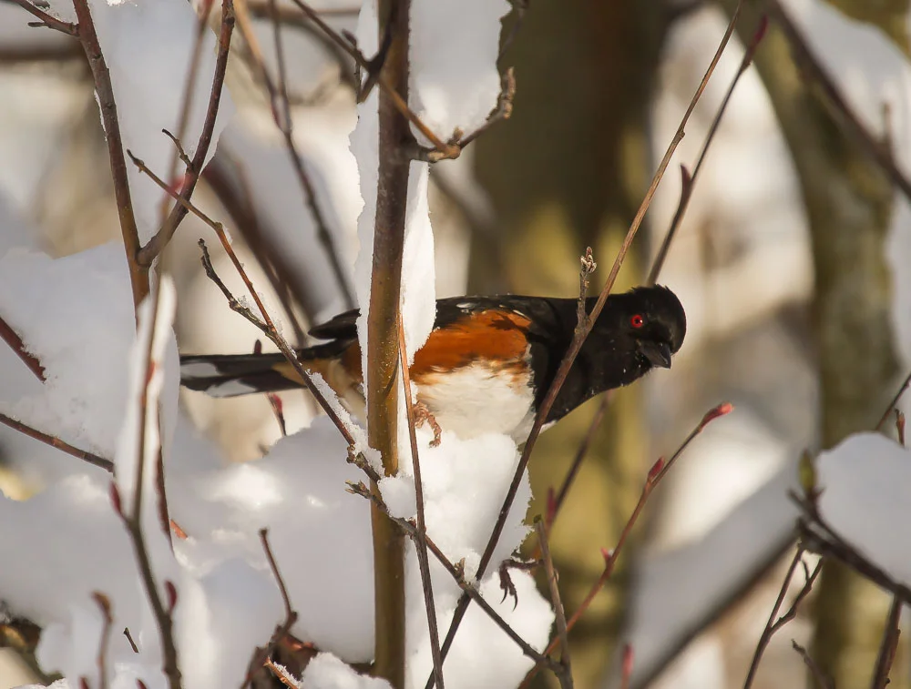 Yes, the exact Rufous Sided Towhee I had been hanging out with and photographing as the stranger approached. Photo Credit: Tanya Pluth.