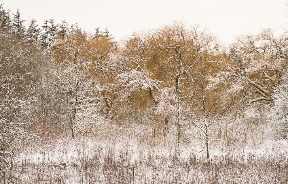 Not bad for an urban forest, eh? #Ilovemyneighborhood. Photo Credit: Tanya Pluth