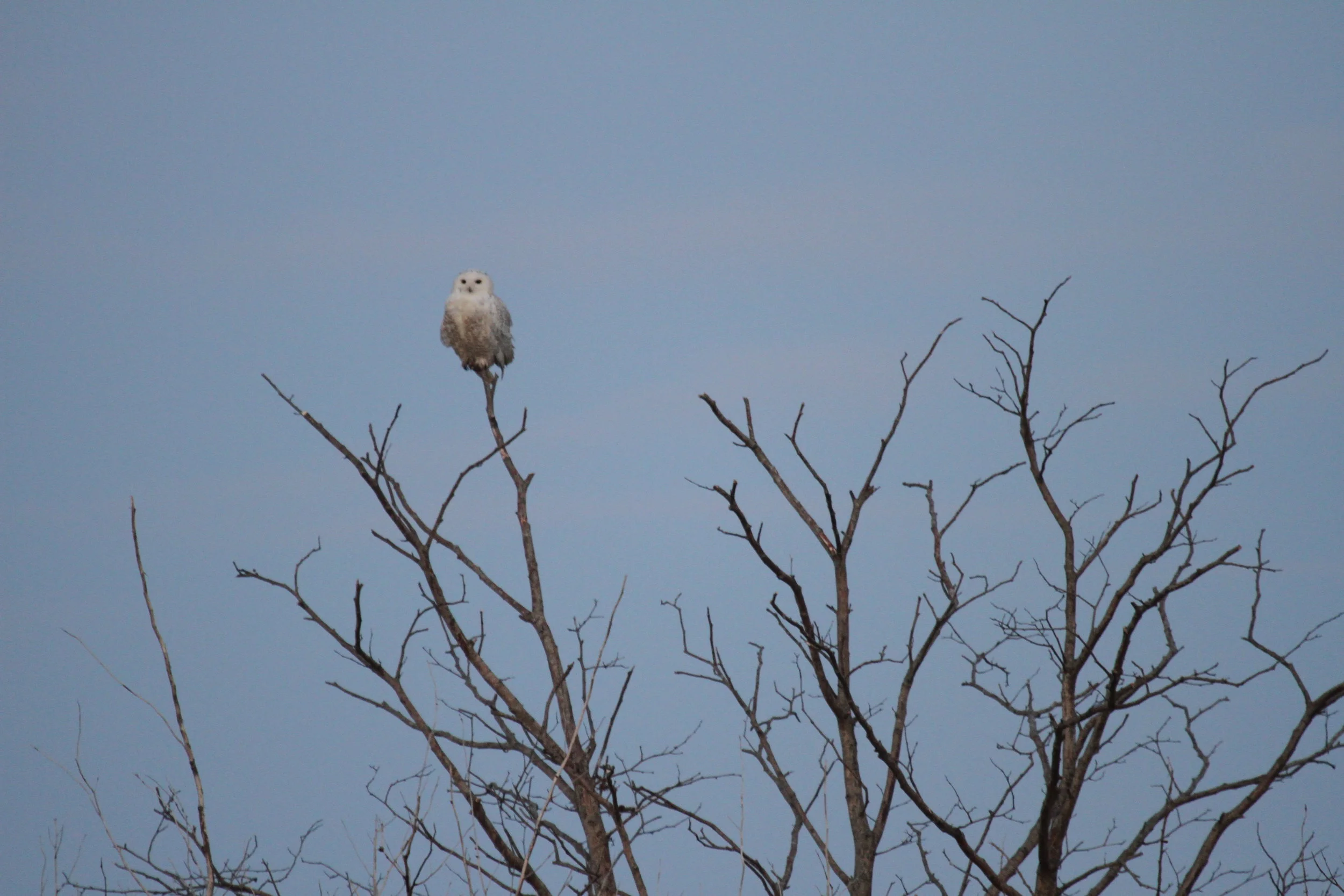 The first Snowy Owl I saw, as it faced East, greeting the morning and the sunrise. Tanya Pluth photo. 