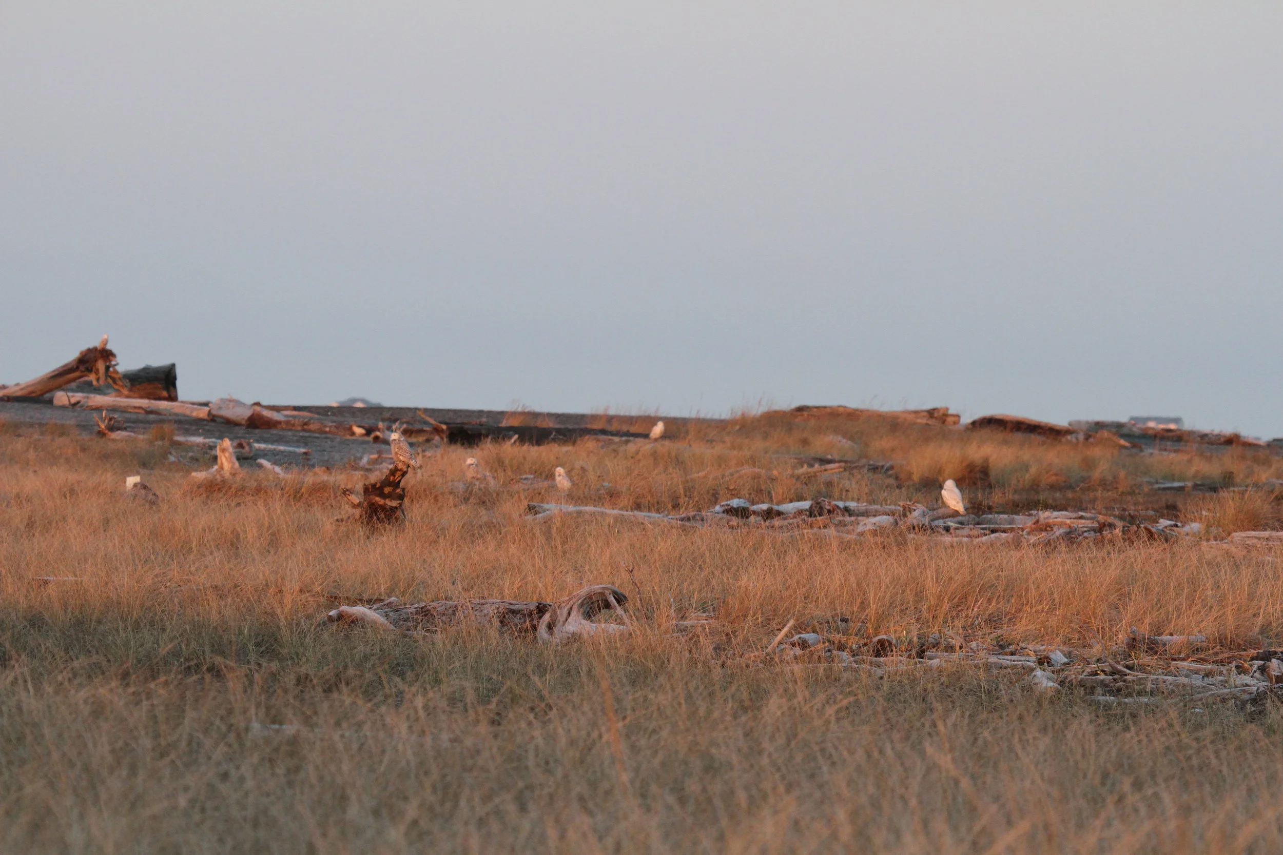 One photo of the group of snowy owls greeting the sunrise. Tanya Pluth photo. 