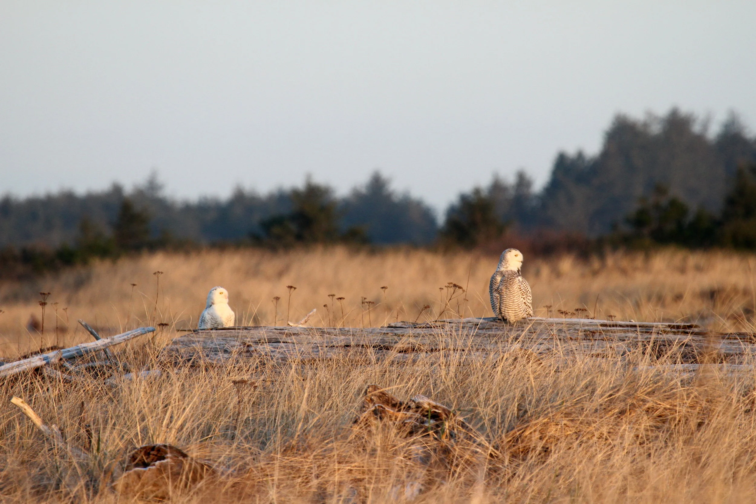 Two owls watching the sunrise. Tanya Pluth photo. 