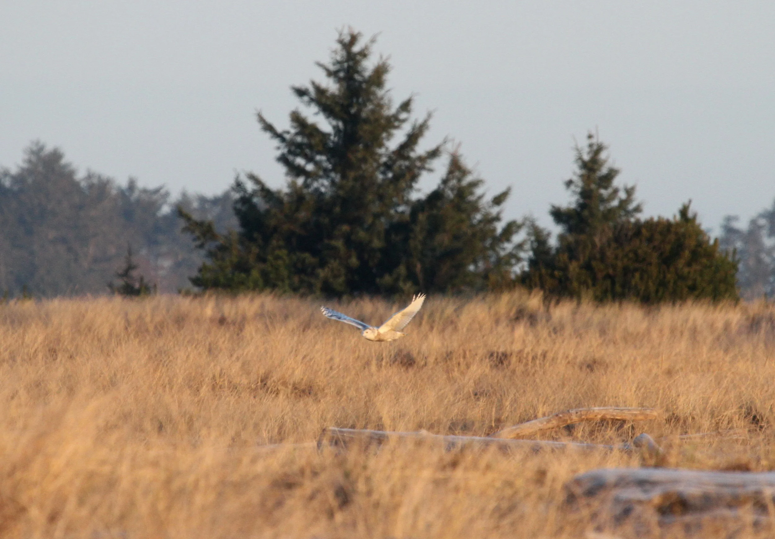 Snowy owl flying into the grassy bowl area at Damon Point. Tanya Pluth photo.