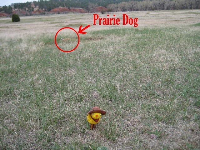 La Pulcina in Prairie Dog Town
