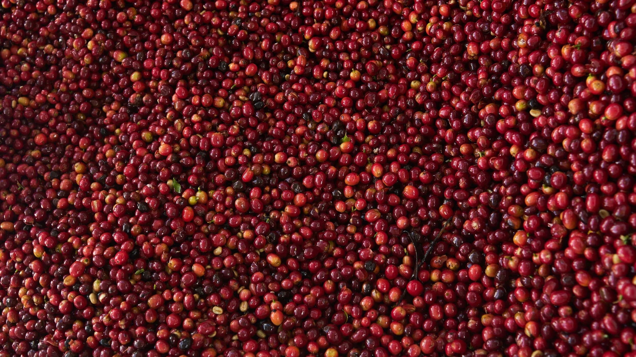 coffee+cherries.jpg