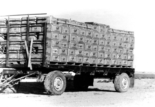 Trailer-&-Cartons.jpg