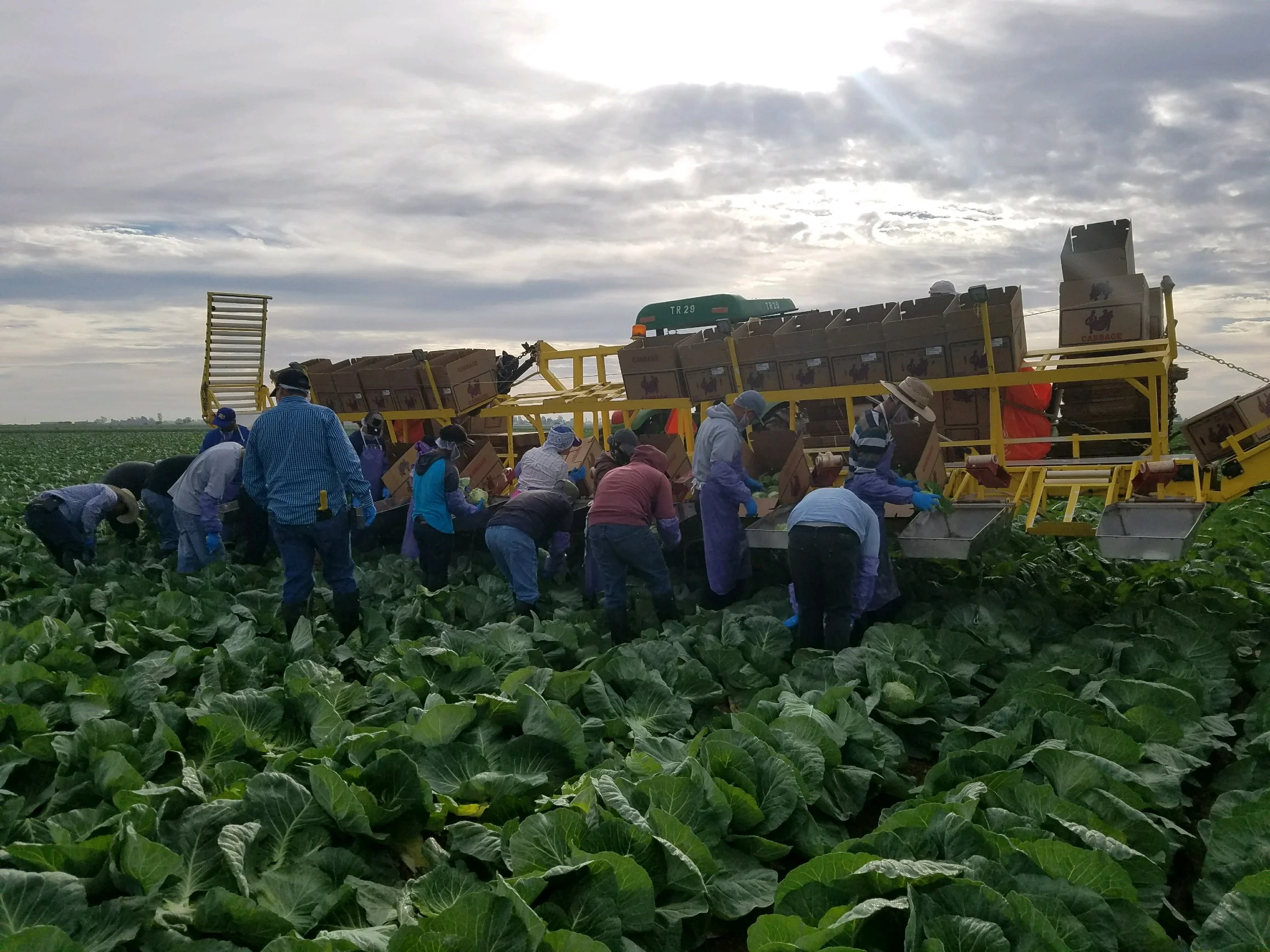 Cabbage Harvest Begins — Vessey & Company