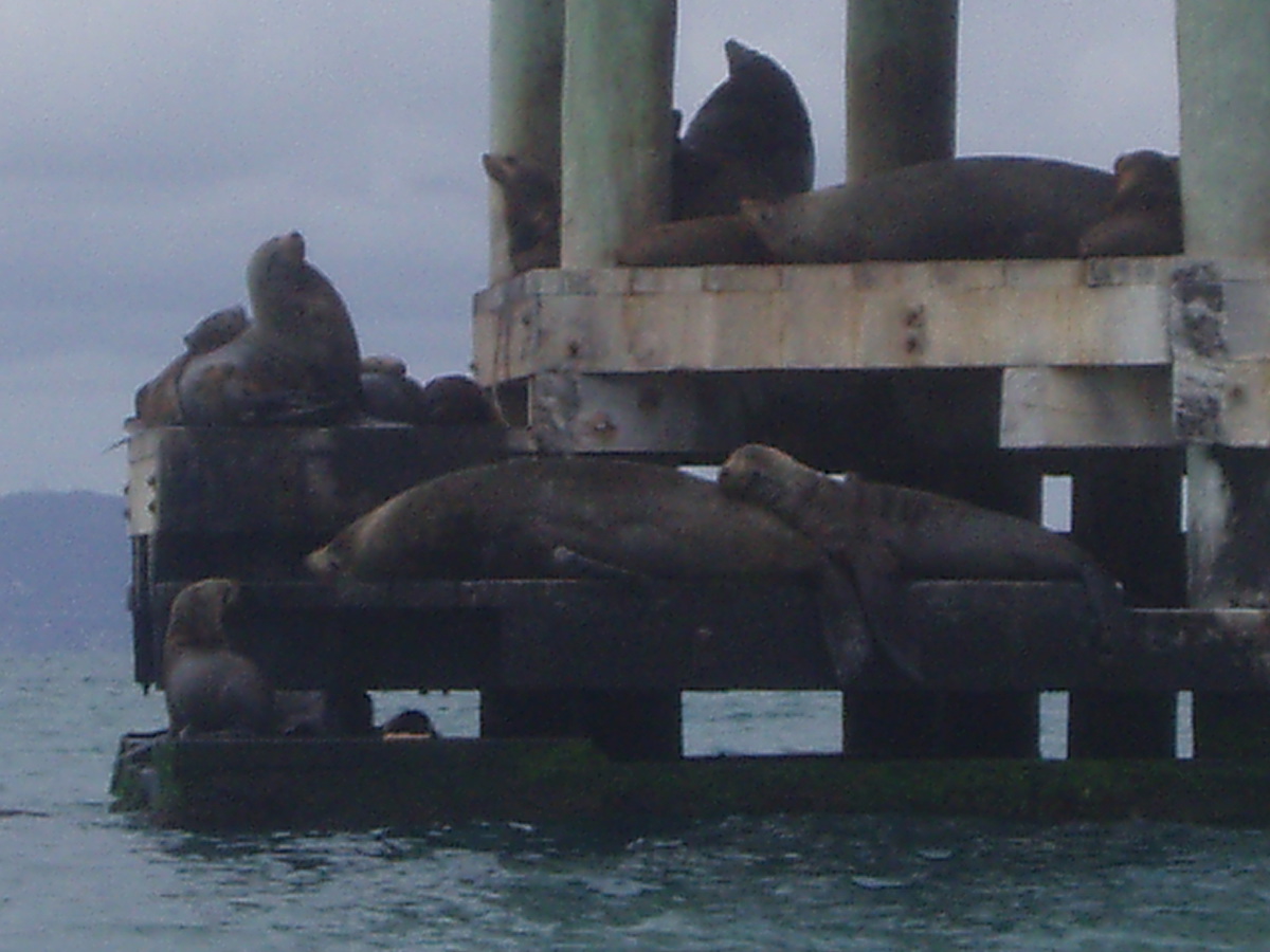 Seals at Chinaman's Hat