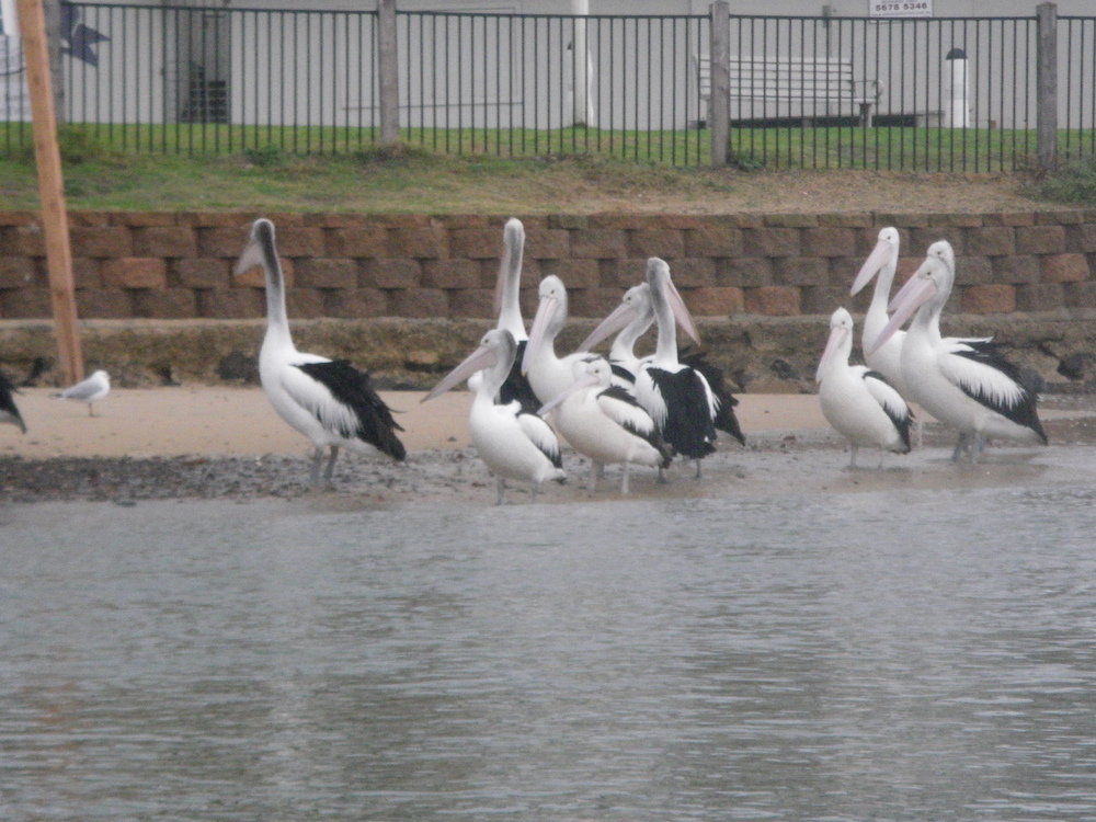 Pelicans - San Remo