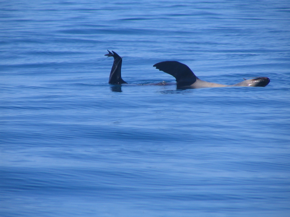 Seals abound near Phillip Island