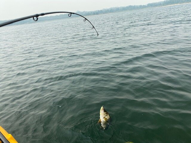 Estuary bream