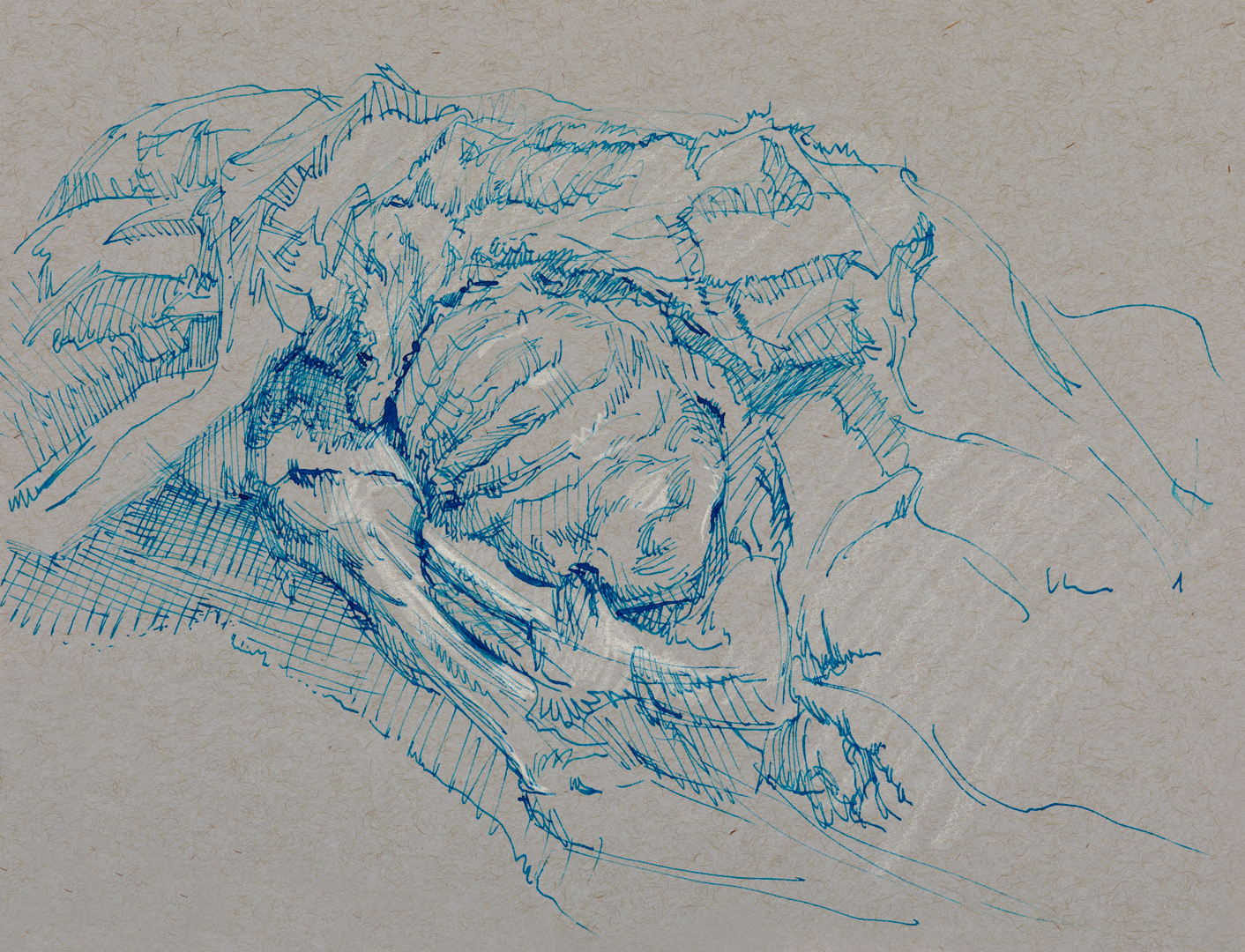 A fountain pen sketch from Drexel. The rib cages were cut into sections so that they could be easily removed for examining the internals. The right half of the cadaver, with exposed rib cage and arm, was drawn here.