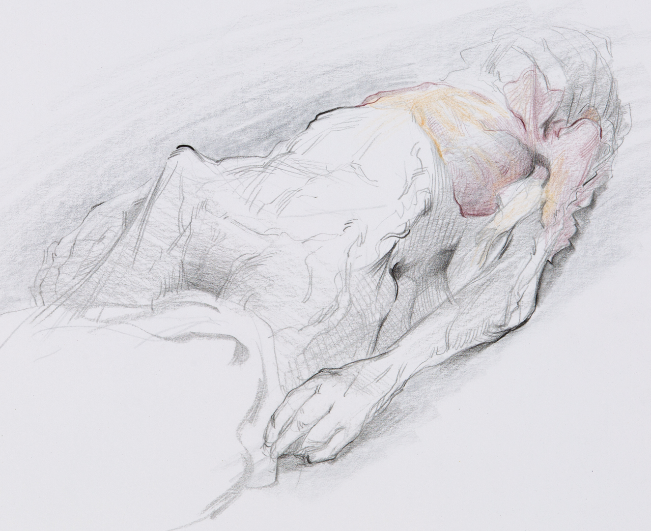 This is the last of my sketches from Advanced Artistic Anatomy at Drexel University that I’ll publish here… Thanks to Michael Grimaldi for teaching an amazing class and to Drs. Bruce Hirsch and Itzhak Fischer, and Theresa Connors of Drexel University College of Medicine for making it possible. Tobias Hall, Anna Wakitsch, Valerie Gilbert and I all found it a valuable experience. And thanks to Shake Shack because that’s where we all had burgers after a hard days drawing in the lab.