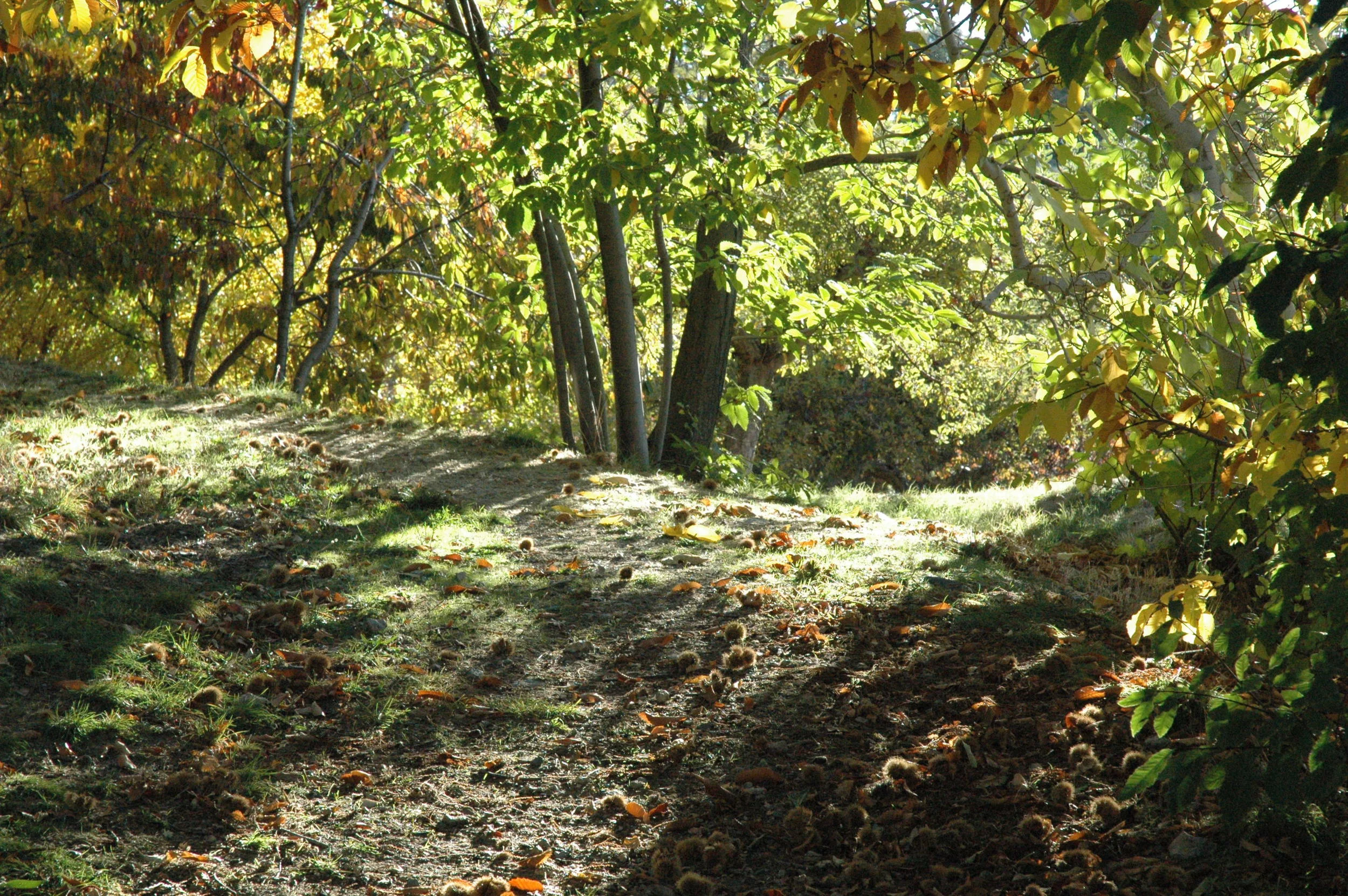 glade in sierra nevada .JPG