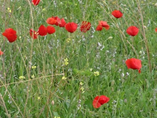 Poppies.jpeg