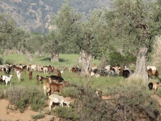 Landscape with aniams.jpeg