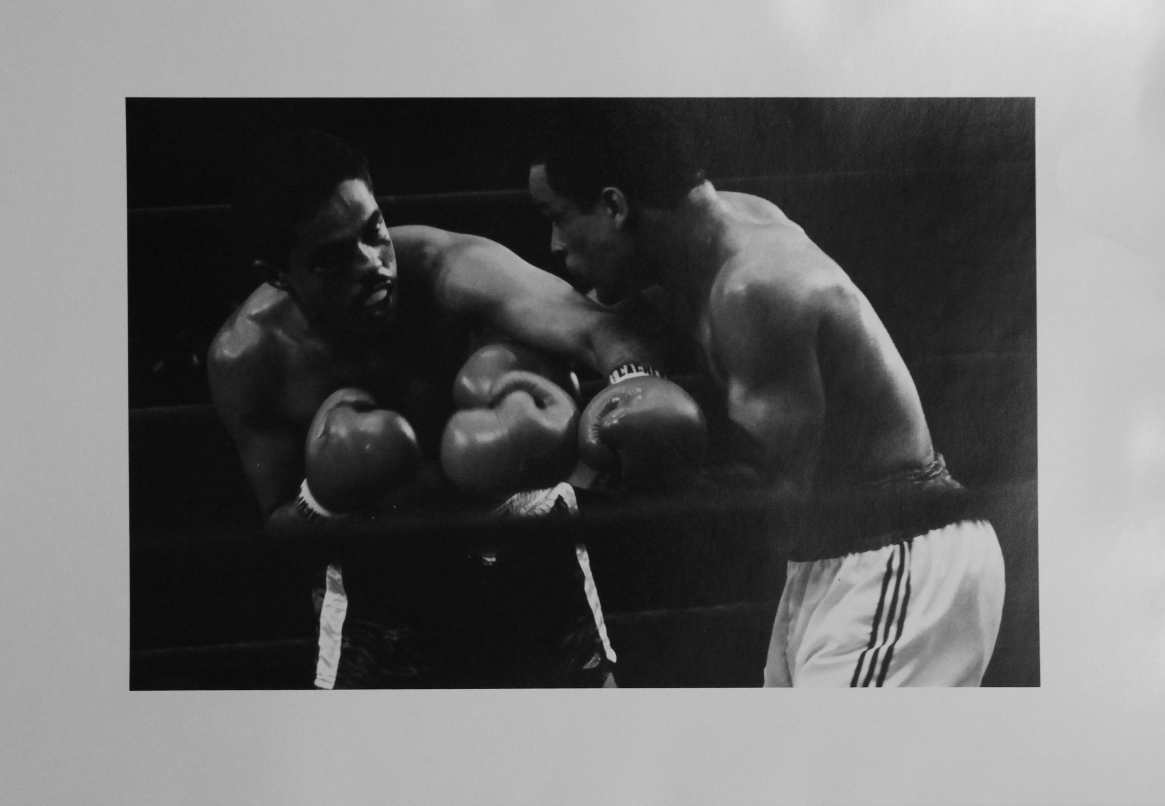 Boxing MSG.jpg