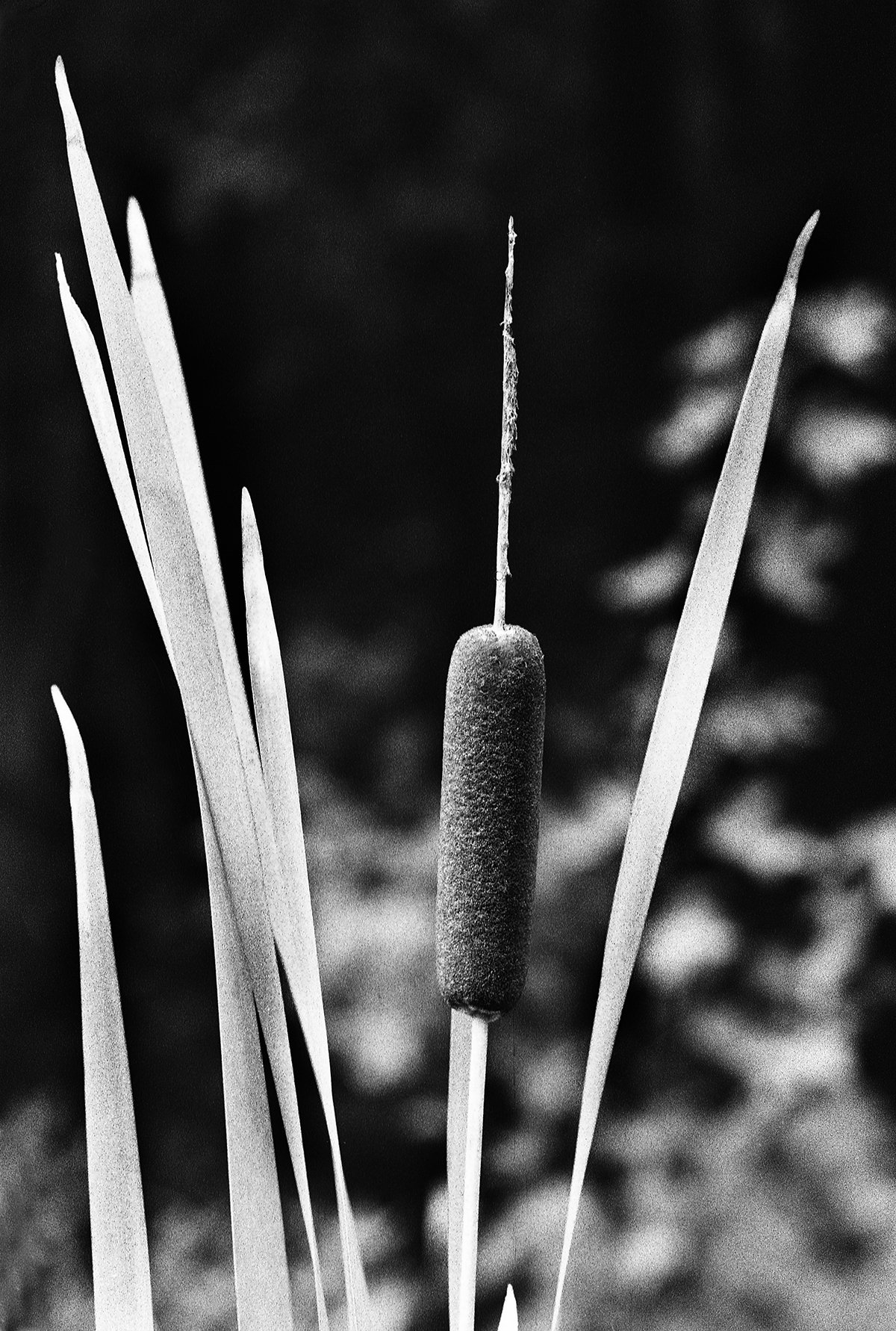 "Cattail" 1997