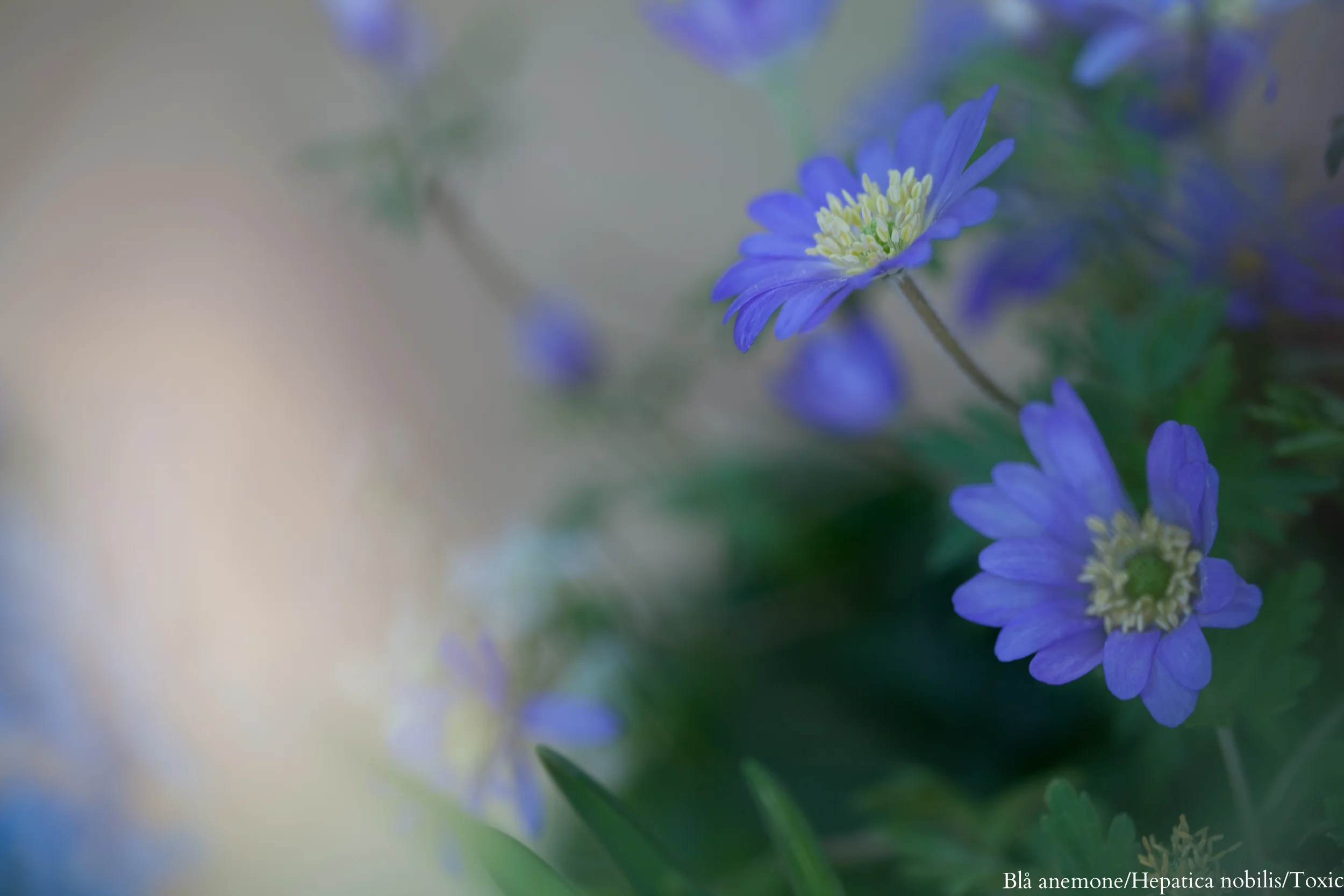 Blå anemone ikke spiselig 2013.jpg