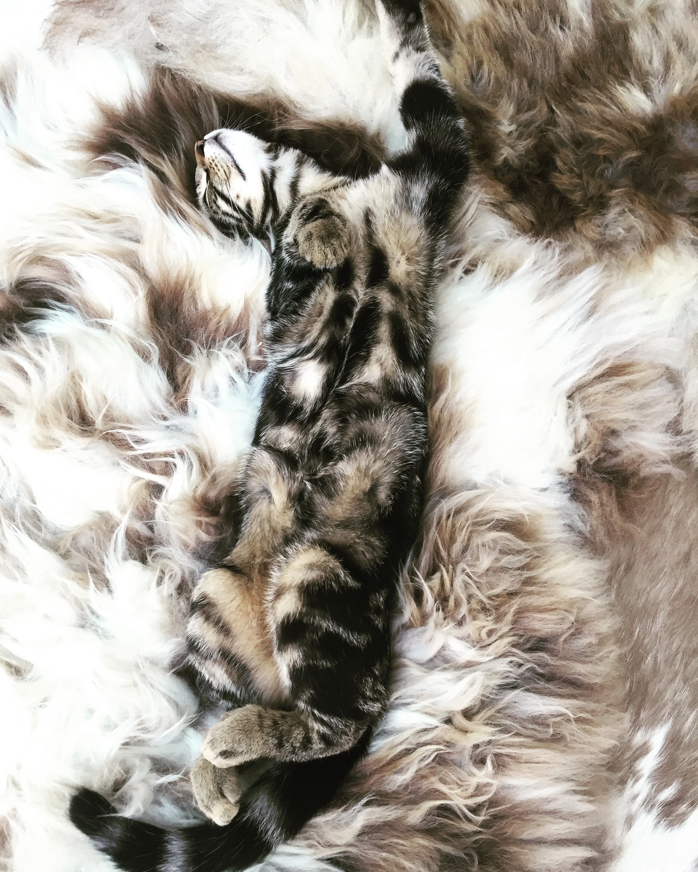 Burrow & Hide Natural Rare Breed Sheepskin