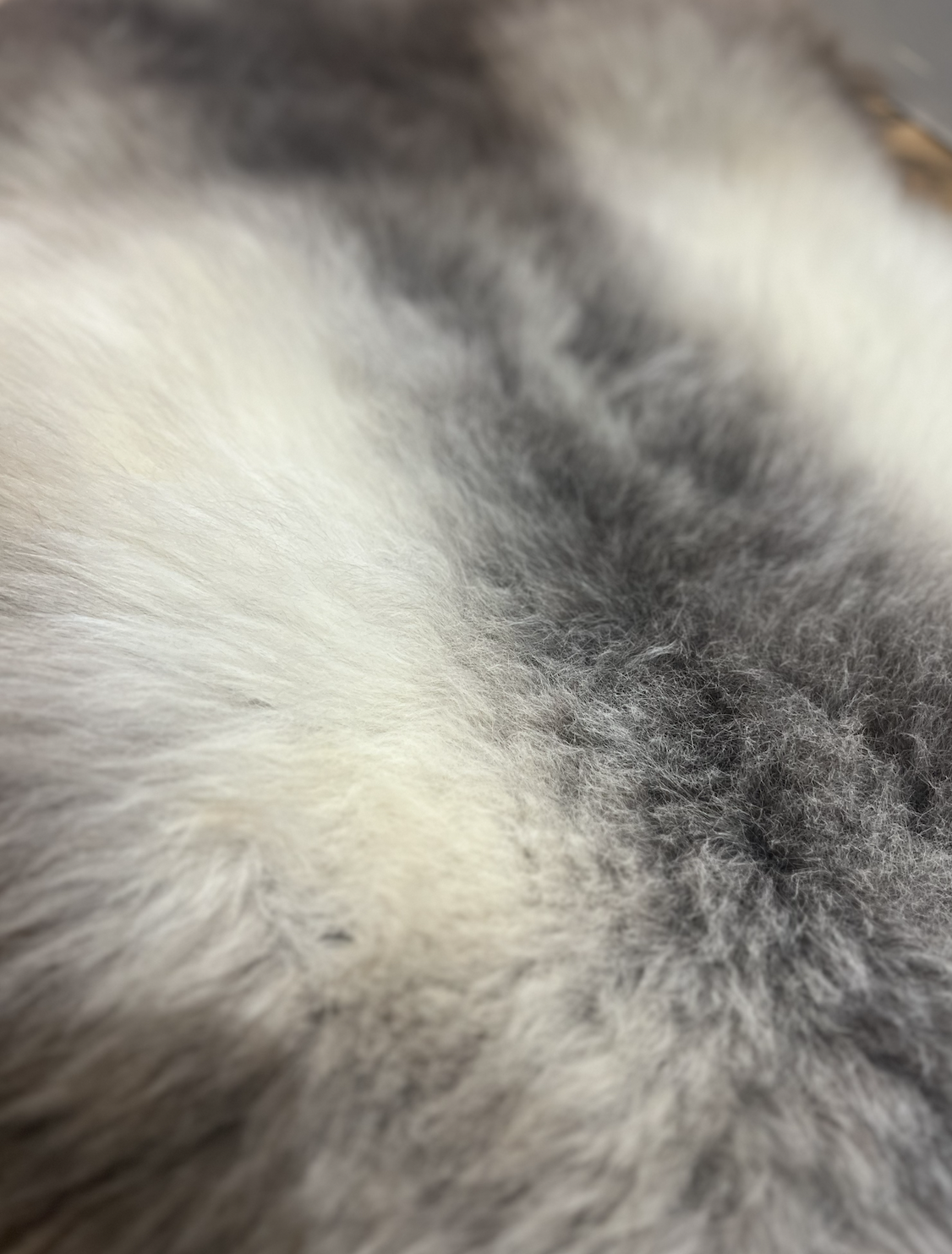 Burrow & Hide %22Phoenix%22 Rare Breed Sheepskin 2023-01-27 at 14.26.15.png