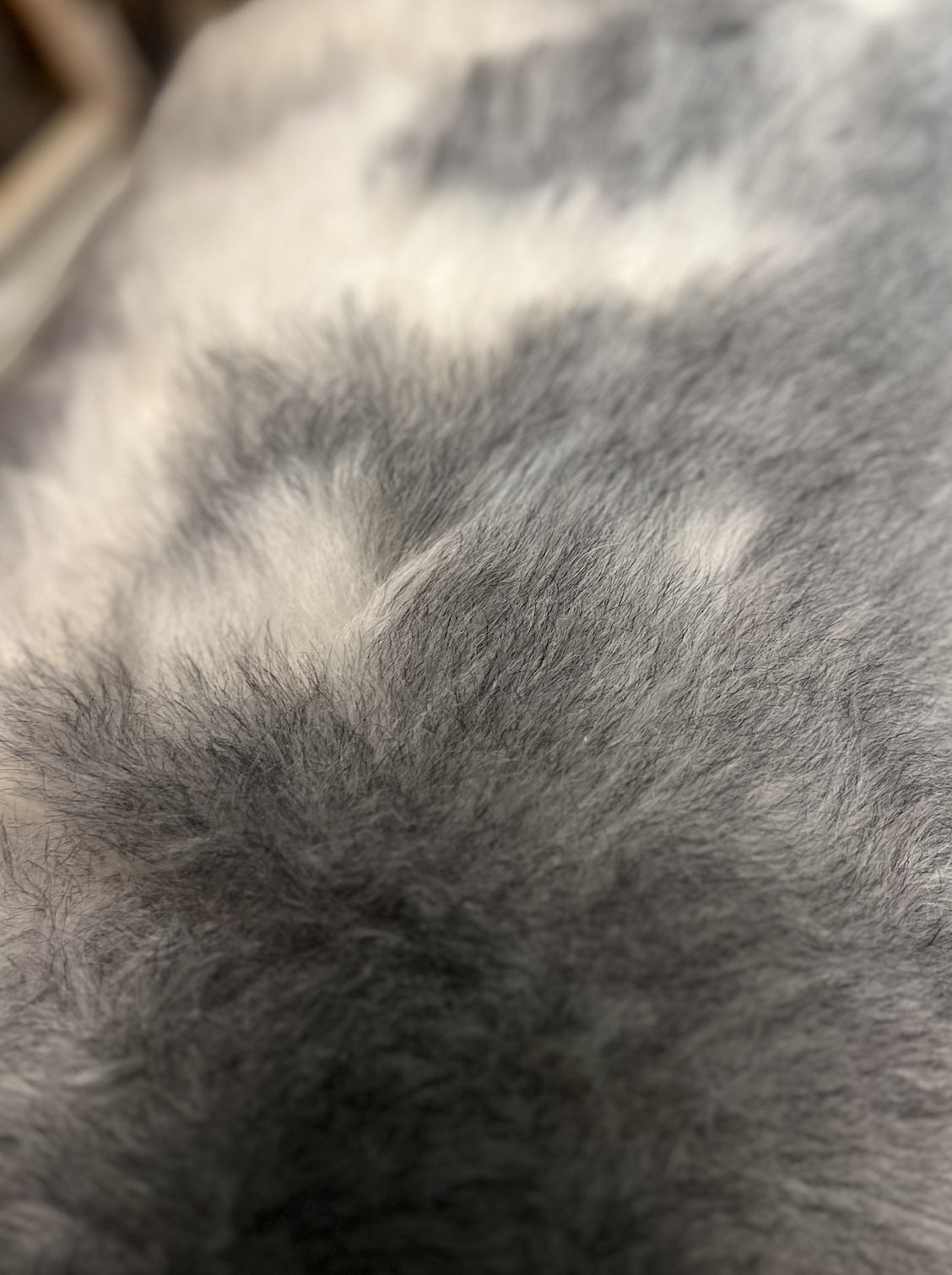 Burrow & Hide %22Calypso%22 Rare Breed Sheepskin 2023-01-27 at 15.17.07.png