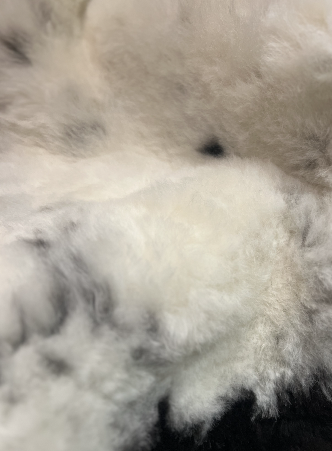 Burrow & Hide %22Aries%22 Rare Breed Sheepskin 2023-01-27 at 16.09.11.png