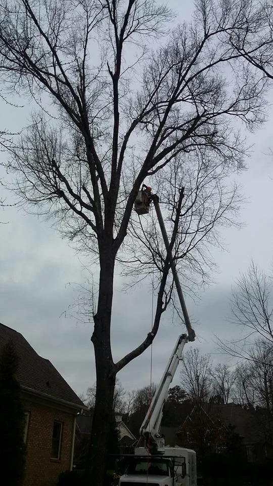 Tree removal