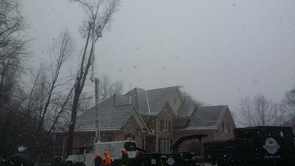 tree removal service