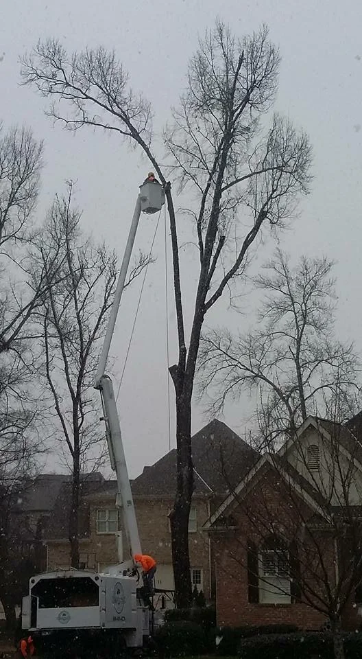 tree cutting