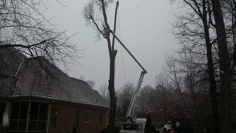 tree removal