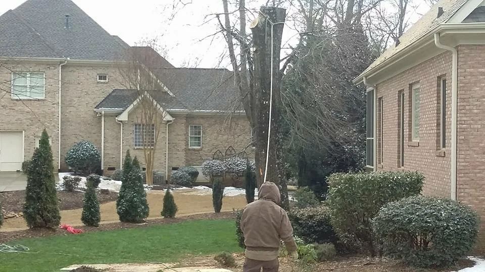 tree removal