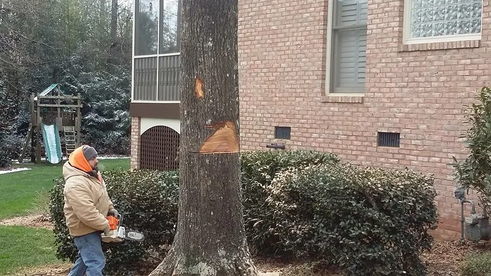 tree care