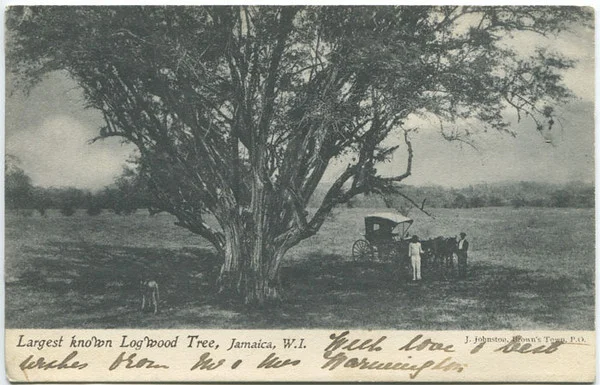 Logwood Tree – a species of trees that is native to southern Mexico and northern Central America. A source of natural dye, the logwood dye is extracted from the heartwood (inner) of the tree. Photo from here .