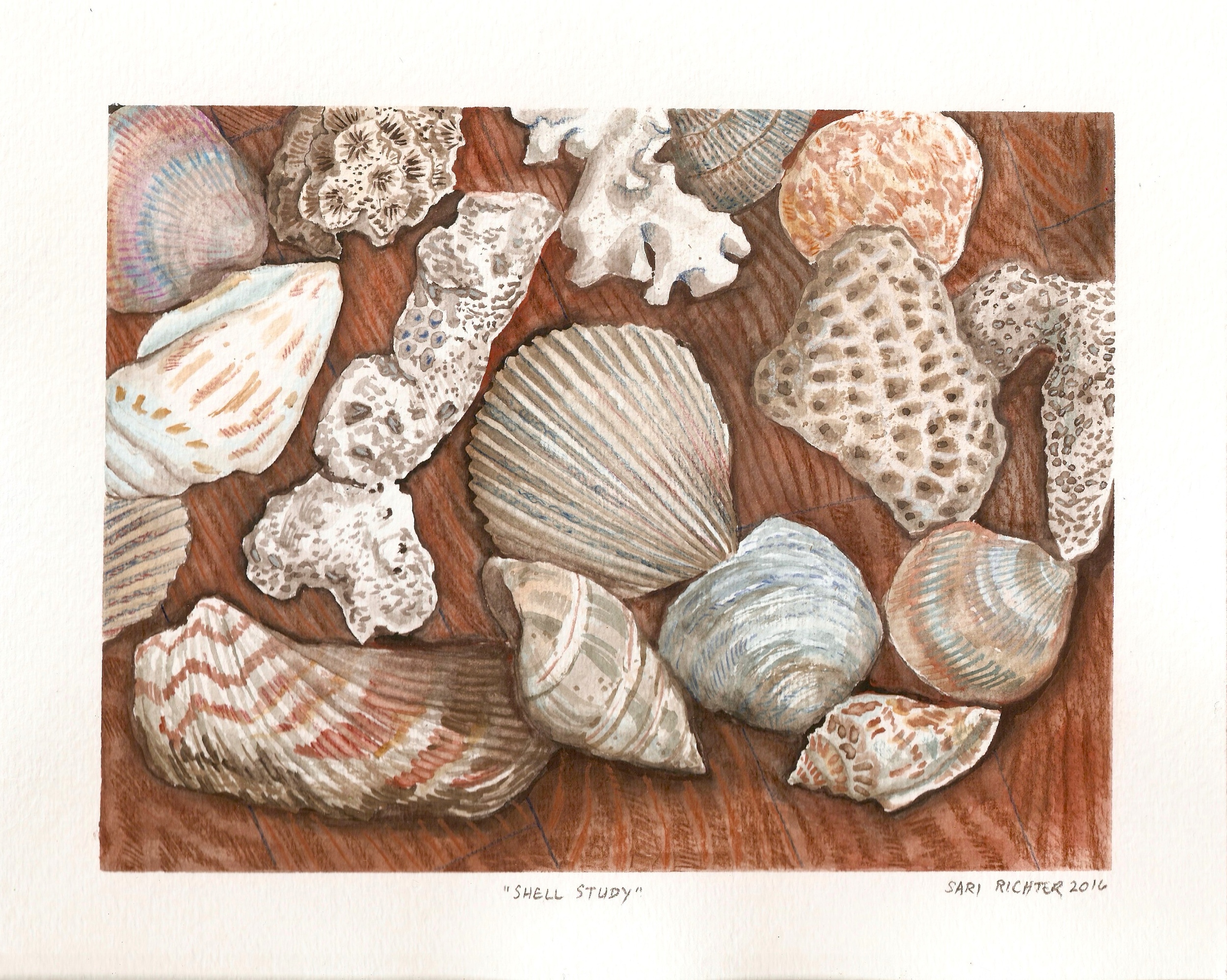 Shell Study (Gift, 2016)