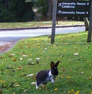 University of Victory, B.C.