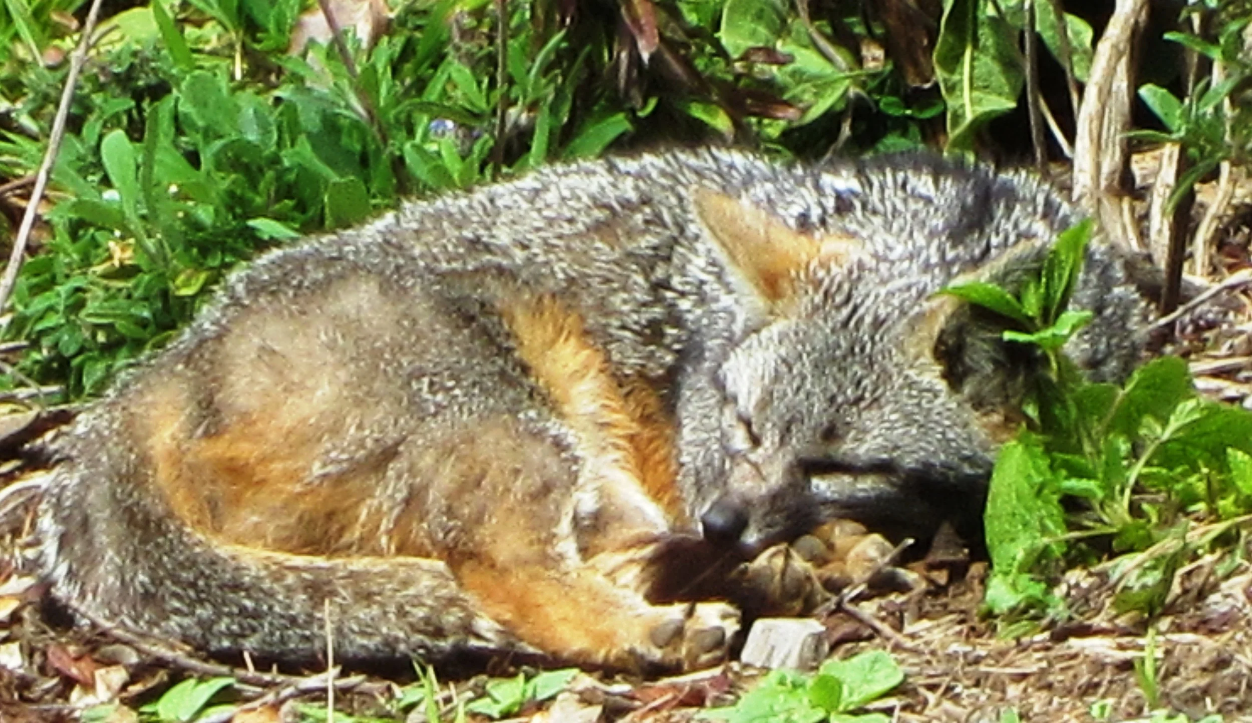 Fox, Point Reyes Station, CA