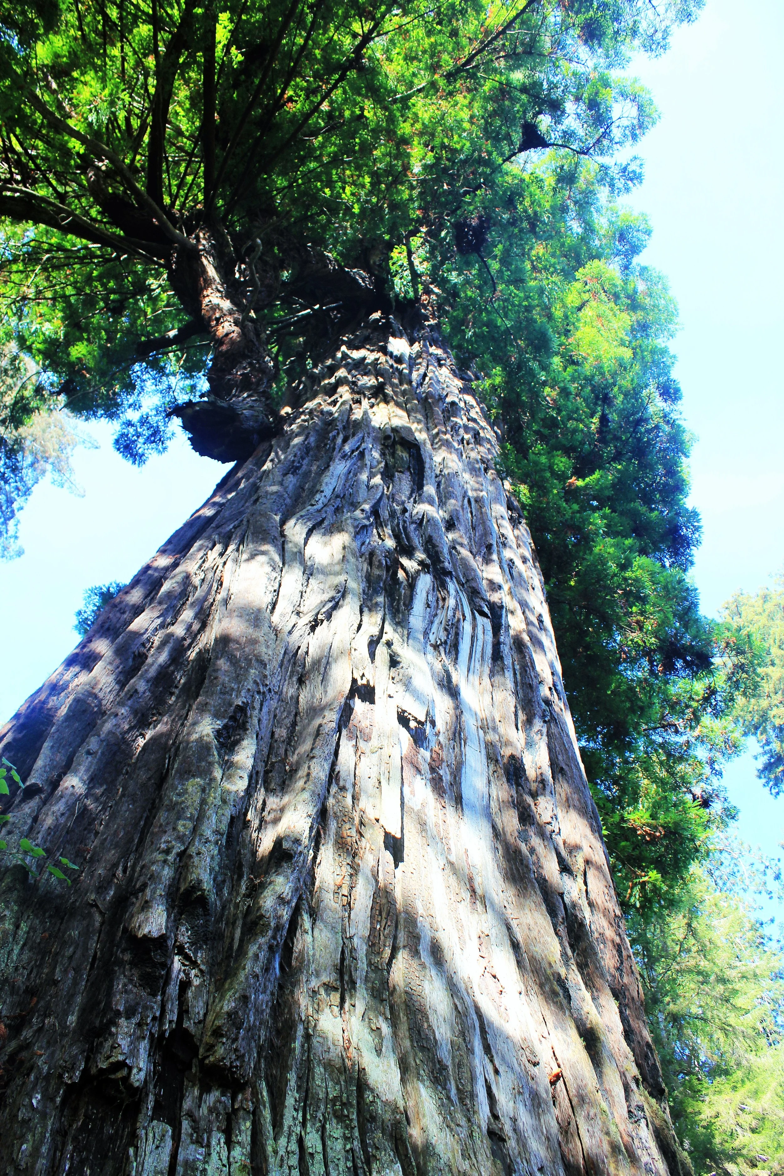 Big Tree, Redwoods, CA