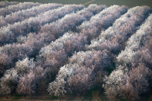 Almond orchard near Los Angeles, California, Yann Arthus Bertrand