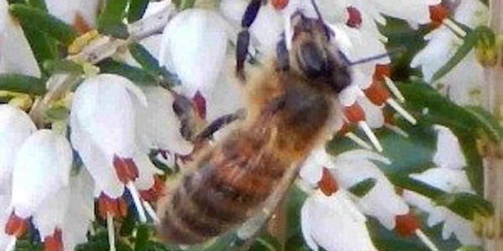 HoneyBee2_1.jpg