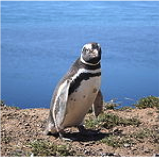 Penguin.png