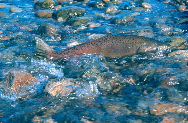 Salmon_California Department of Fish and Wildlife.jpg