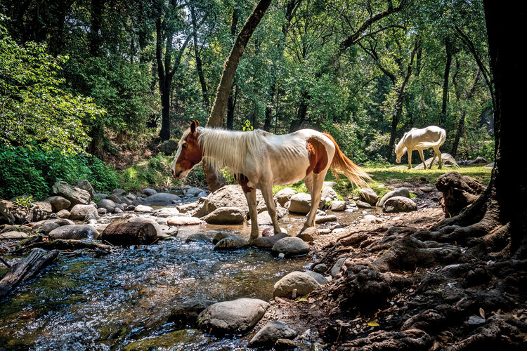 Horses by the Magdalena River. Photo by Luc Forsyth.