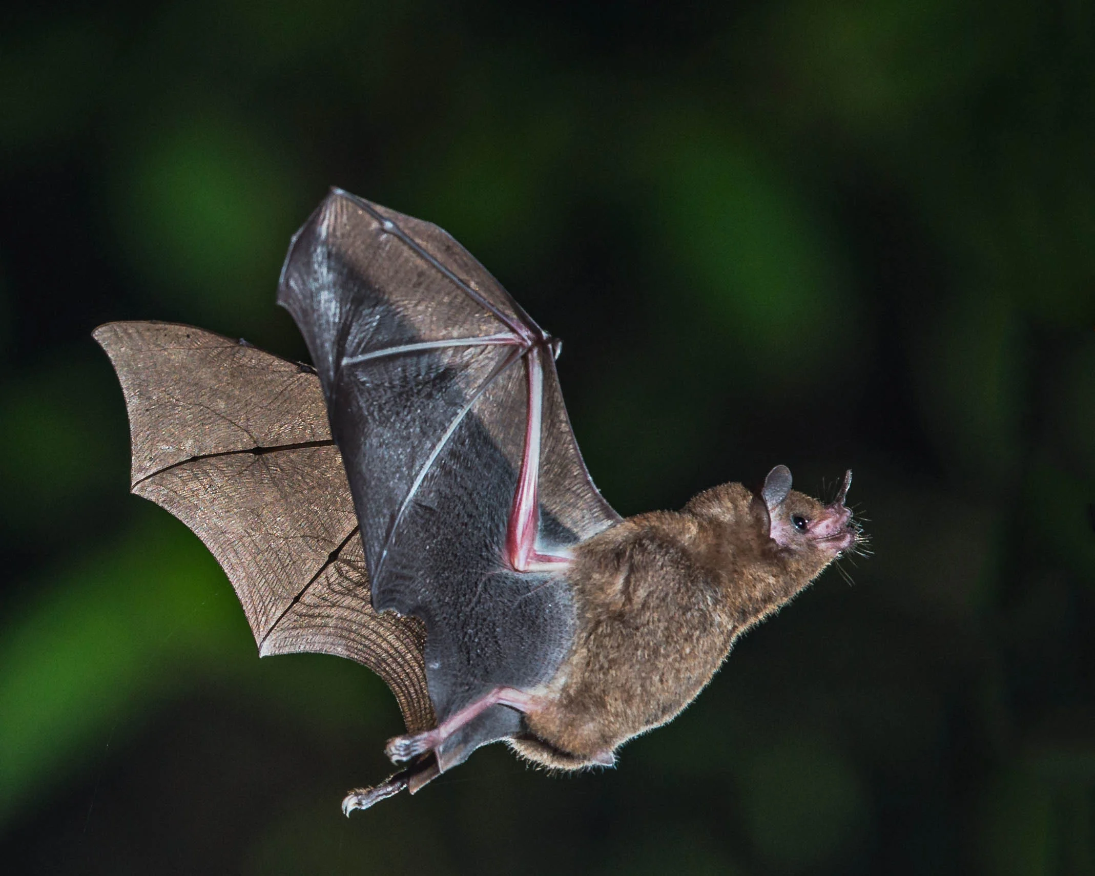 Short-tailed fruit bat. Photo by Andy Morffew