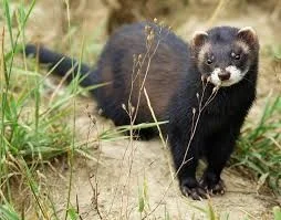 Eurasian Otter by Wikimedia Commons