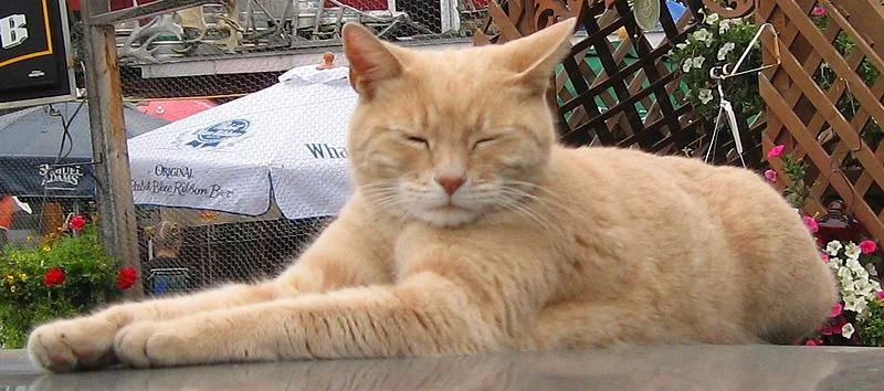 A cat named Stubbs