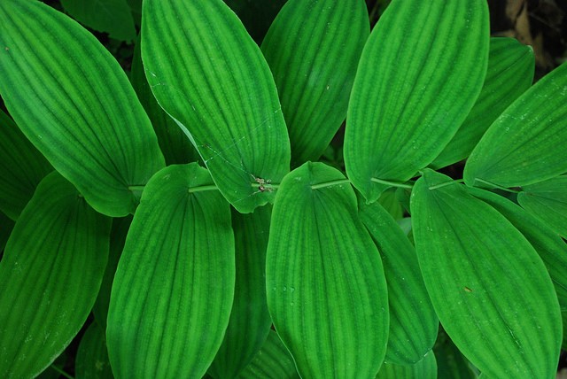 False Solomon's Seal (Maianthemum racemosum) in Bergen Bluffs, Wisconsin State Natural Area #415 by Joshua Mayer @Creative Commons