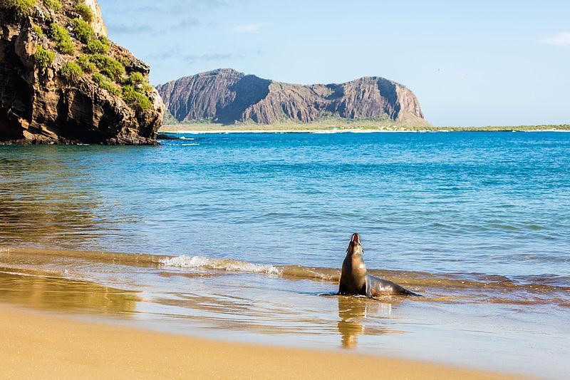 Isla de San Cristobal, Diego Delsa